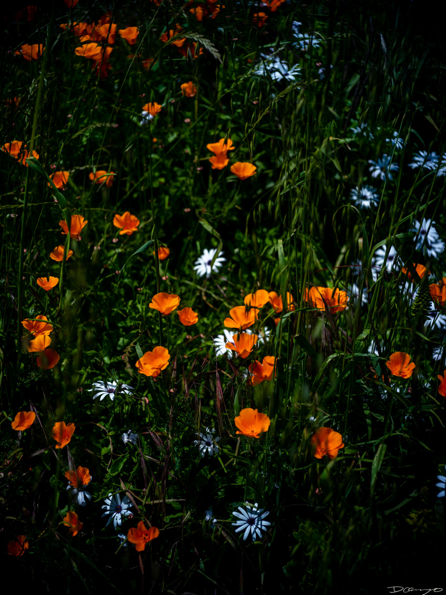 Pretty things that I wanted to take pictures of around Berkeley in 2023.